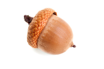 acorn isolate on white © Photocrea
