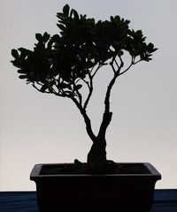 Bonsai-Baum-Silhouette
