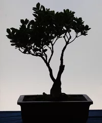 Papier Peint photo Bonsaï silhouette de bonsaï