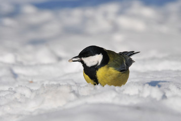 great tit on the snow