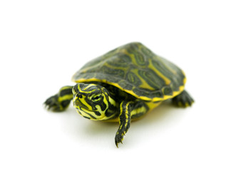 Obraz premium Yellow-bellied Slider on white background. .