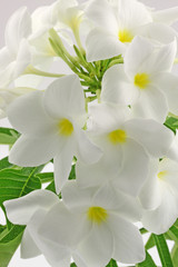 Fototapeta na wymiar bukiet dziewiczy białe kwiaty frangipani