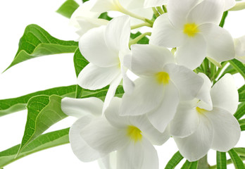Fototapeta na wymiar biały bukiet kwiat frangipani białym tle