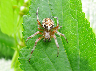 yellow spider on the leaf