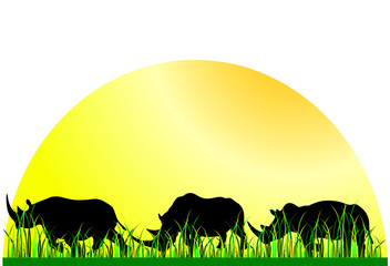 rhinoceros in the grass