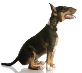 happy tri-color bull terrier sitting with reflection on white