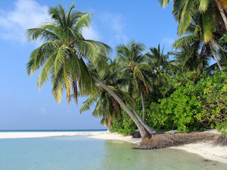 Overhanging Palm on a tropical island, Maldives
