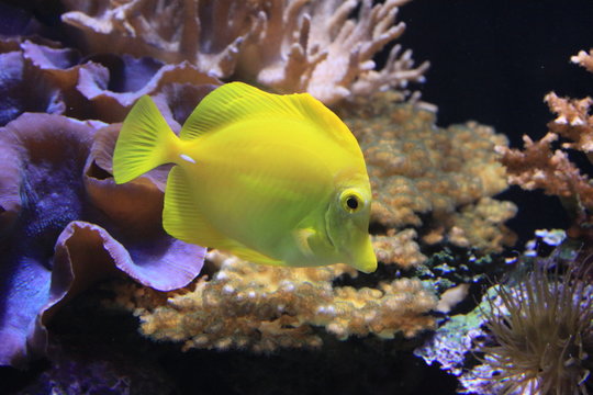 Ein Fisch am Riff