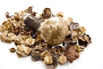 Pilz auf Trockenblume