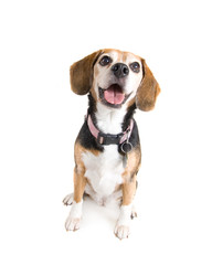 cute beagle