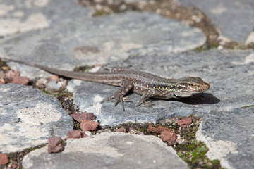 Gecko - Teneriffa - Tenerife