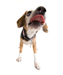 licking beagle