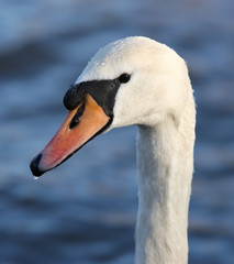 Portrait of a Male Mute Swan