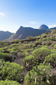 Vegetation von Teneriffa