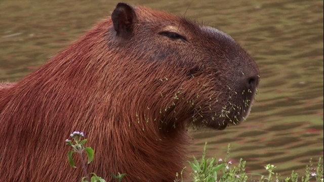 The Capivara