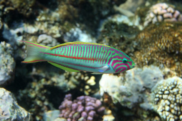 Coral fish Thalassoma