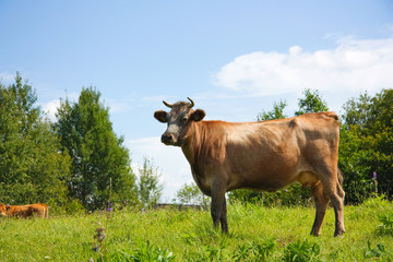 cow on the meadow