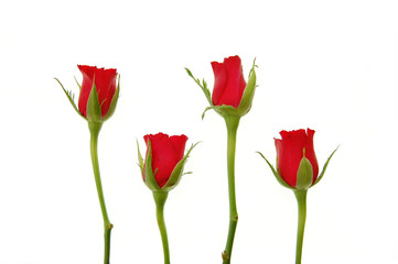 Obraz premium Red roses