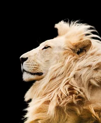 Photo sur Plexiglas Lion Lion isolé