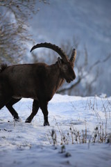 steinbock