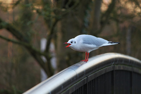 Meckernde Moewe