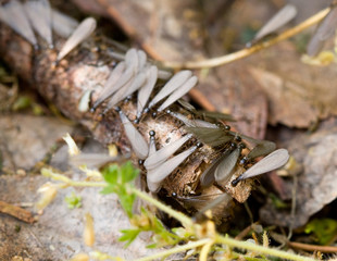 Swarming Subterranean Termites