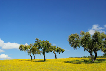 Obraz premium Wiese mit Korkeichen - meadow and cork oaks 04