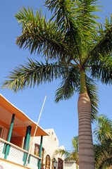 Palm Tree In Saint Martin