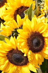 Obraz premium Closeup of yellow sunflowers