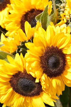 Closeup of yellow sunflowers