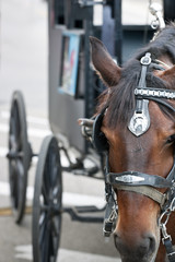 Closeup of horses head with carriage behind