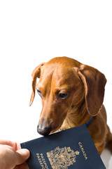 Miniature Dachshund being handed passport isolated on white
