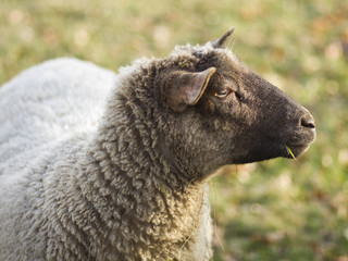 Sheep