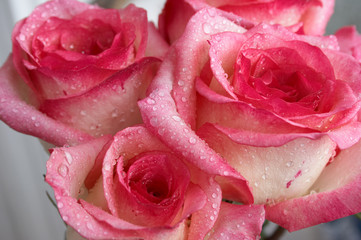 Pink roses with water drops on the petals