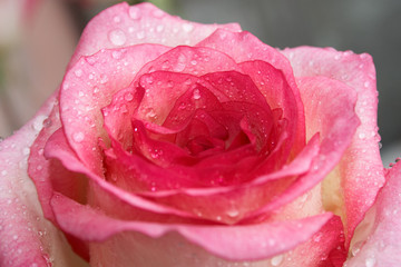 Pink rose with water drops on the petals