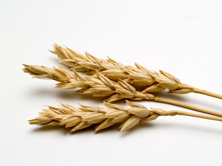 close up of wheat