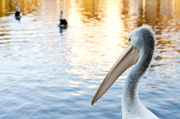 Pelicans and a sunset on the water