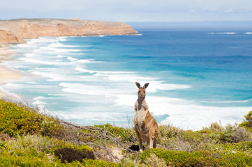 Wild kangaroo in front of the ocean