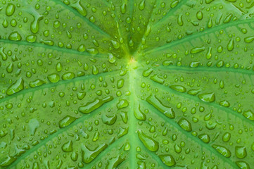 elephant ear plant with morning dew dropplets