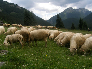 owce na Chochołowskiej 2