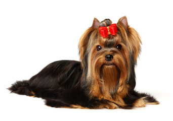 The Yorkshire Terrier isolated on the white background - obrazy, fototapety, plakaty
