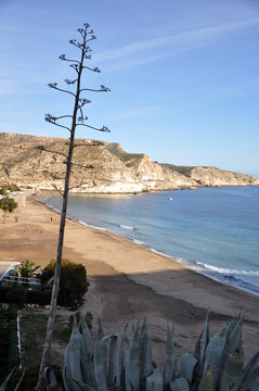 Pitaco en aguamarga