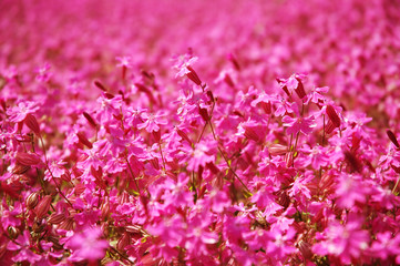 Pink flower field