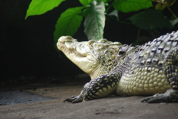 Kubakrokodil
