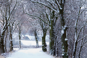 Winter