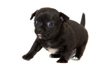 Chihuahua dog on white background