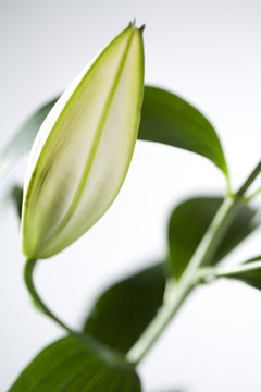 Fototapeta bouton de fleur de lys blanc