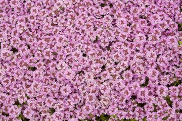 Background of flowers