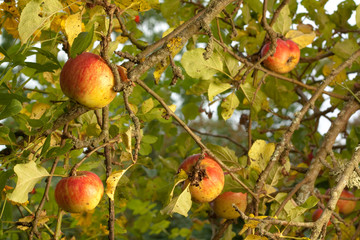 Ripe apples in tree