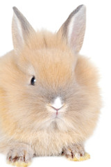 brown  fluffy rabbit